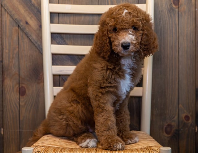 A picture of a Rocco, one of our Standard Irish Doodles puppies that went to their home in Nebraska