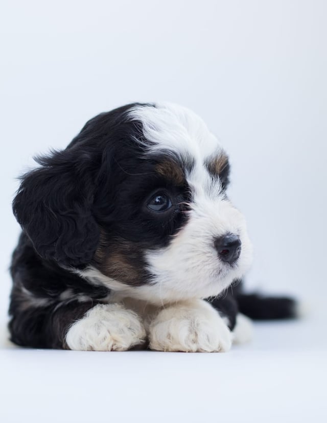 A picture of a Brita, a gorgeous  Bernedoodles for sale