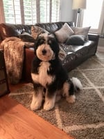 F1 Standard Bernedoodle