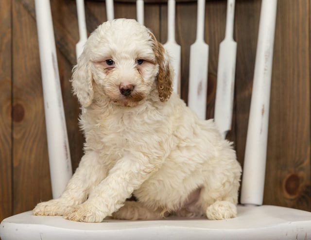 Frosty is an F1B Goldendoodle that should have  and is currently living in California
