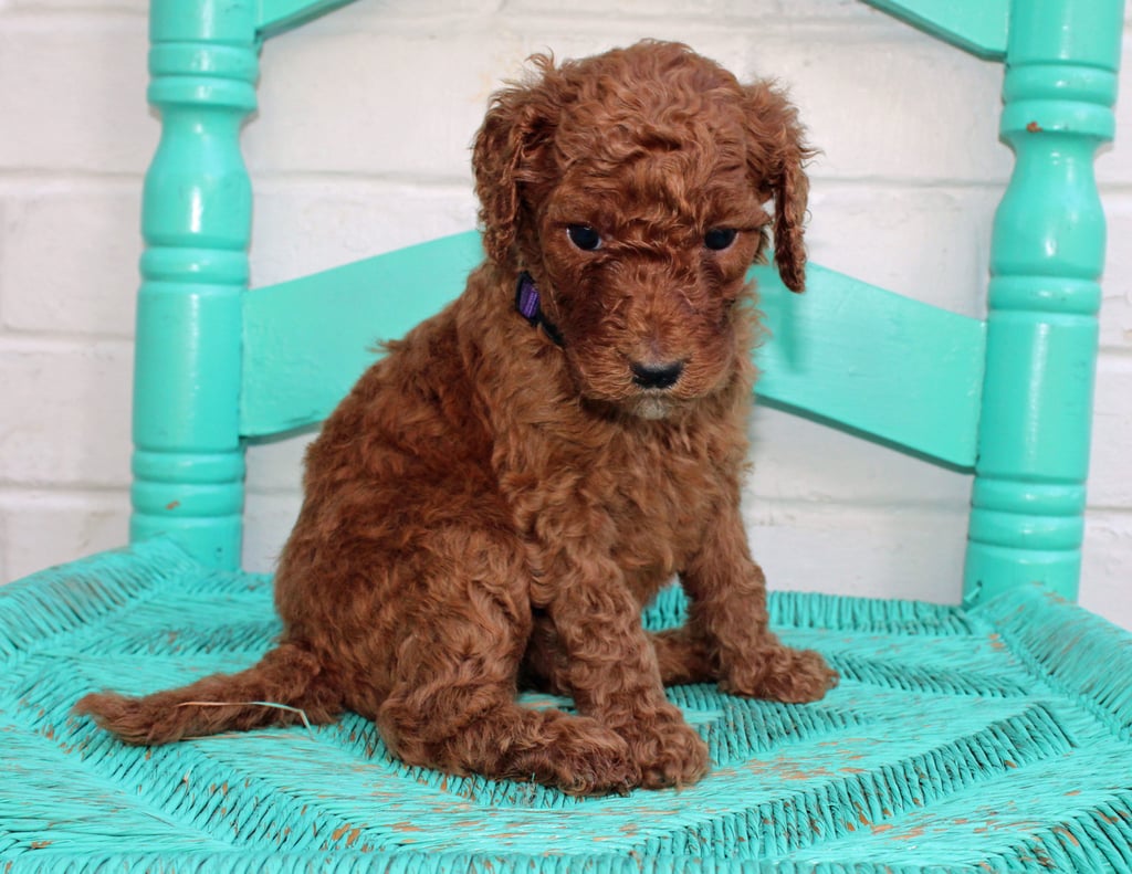 Meadow came from Hadley and Scout's litter of F1BB Irish Doodles