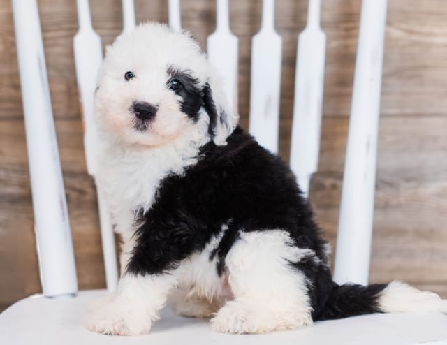 A picture of a Clover, one of our Mini Sheepadoodles puppies that went to their home in Minnesota