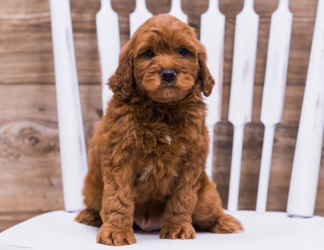 A picture of a Ulek, one of our Mini Irish Doodles puppies that went to their home in Illinois