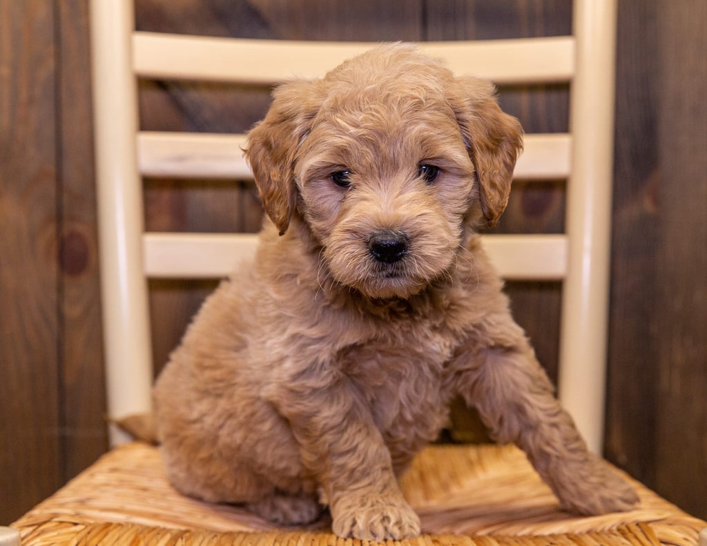 A picture of a Drake, one of our Mini Goldendoodles puppies that went to their home in Iowa