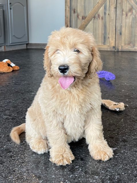 Stella came from KC and Scout's litter of F1 Goldendoodles