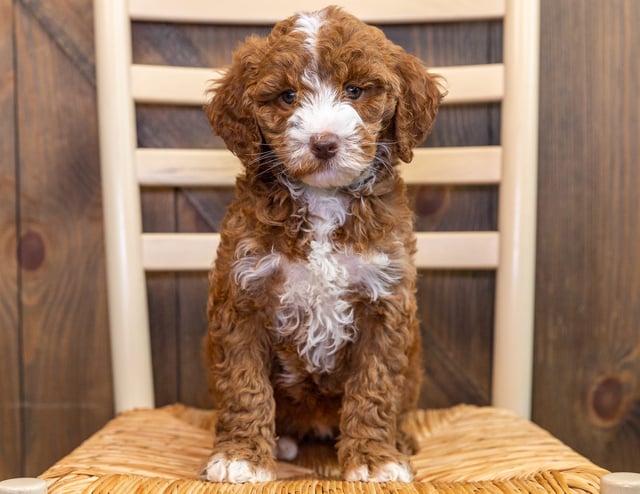 Another pic of our recent Australian Goldendoodle litter