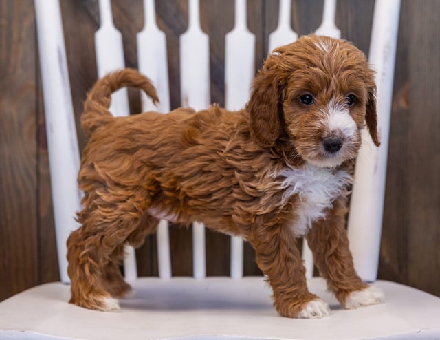 A picture of a Vicky, one of our Mini Irish Doodles puppies that went to their home in Alabama