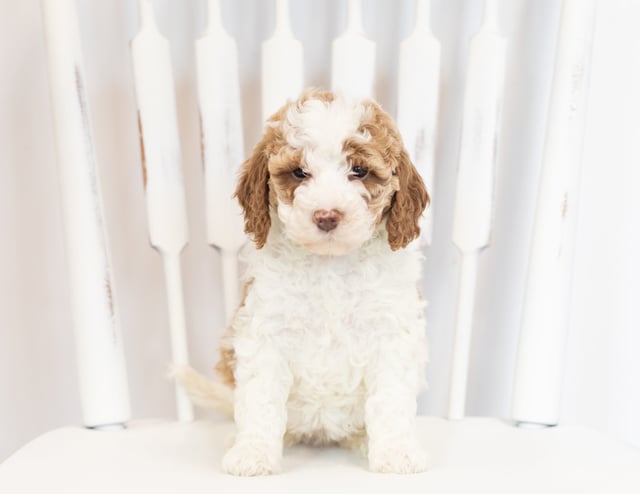 A picture of a Muffin, one of our Mini Goldendoodles puppies that went to their home in South Dakota