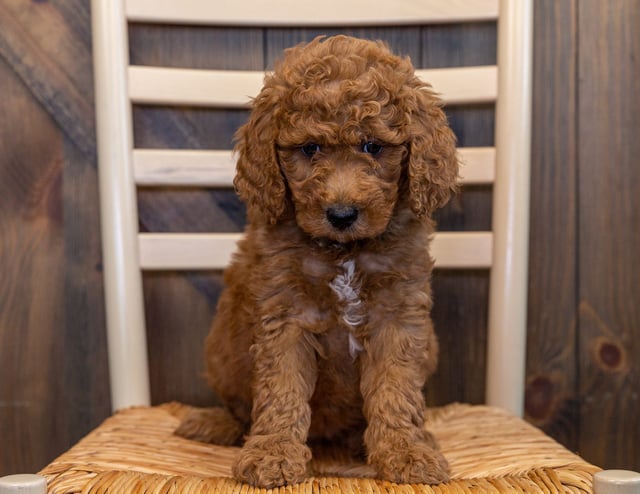 Lulu came from Berkeley and Scout's litter of F1B Goldendoodles