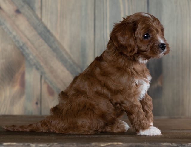 Hank is an F1 Cavapoo that should have  and is currently living in Iowa