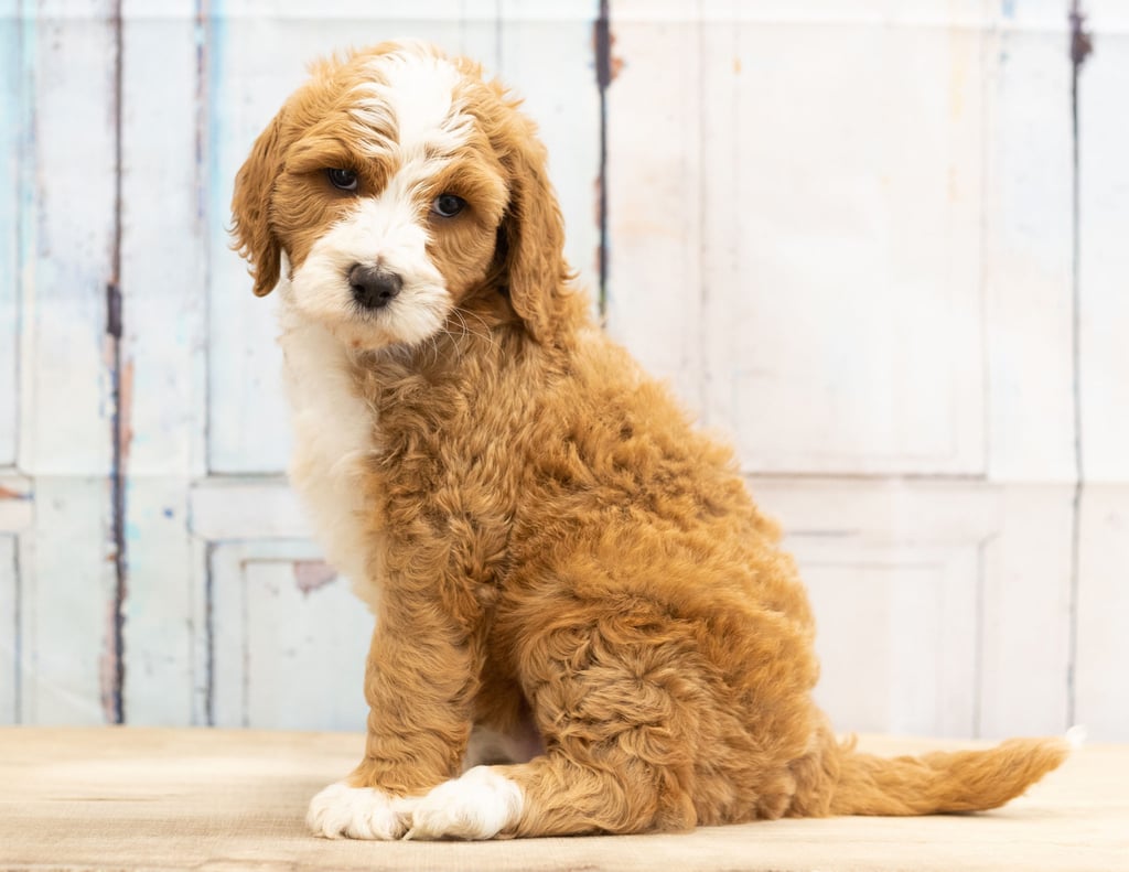 Wag came from Dallas and Scout's litter of F1B Goldendoodles