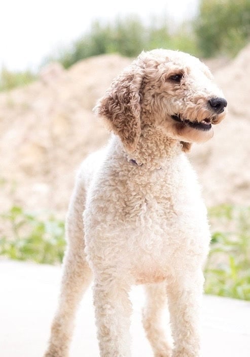 Candice is an  Poodle and a mother here at Poodles 2 Doodles - Best Sheepadoodle and Goldendoodle Breeder in Iowa