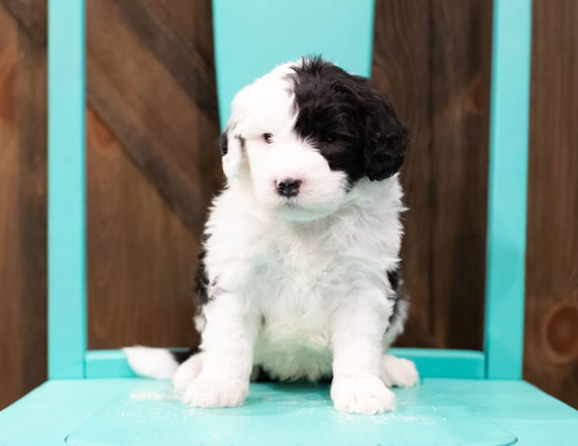 Engy is an F1 Sheepadoodle that should have  and is currently living in Nebraska