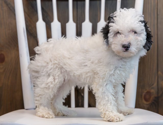 A picture of a Gem, one of our Mini Poodles puppies that went to their home in Illinois