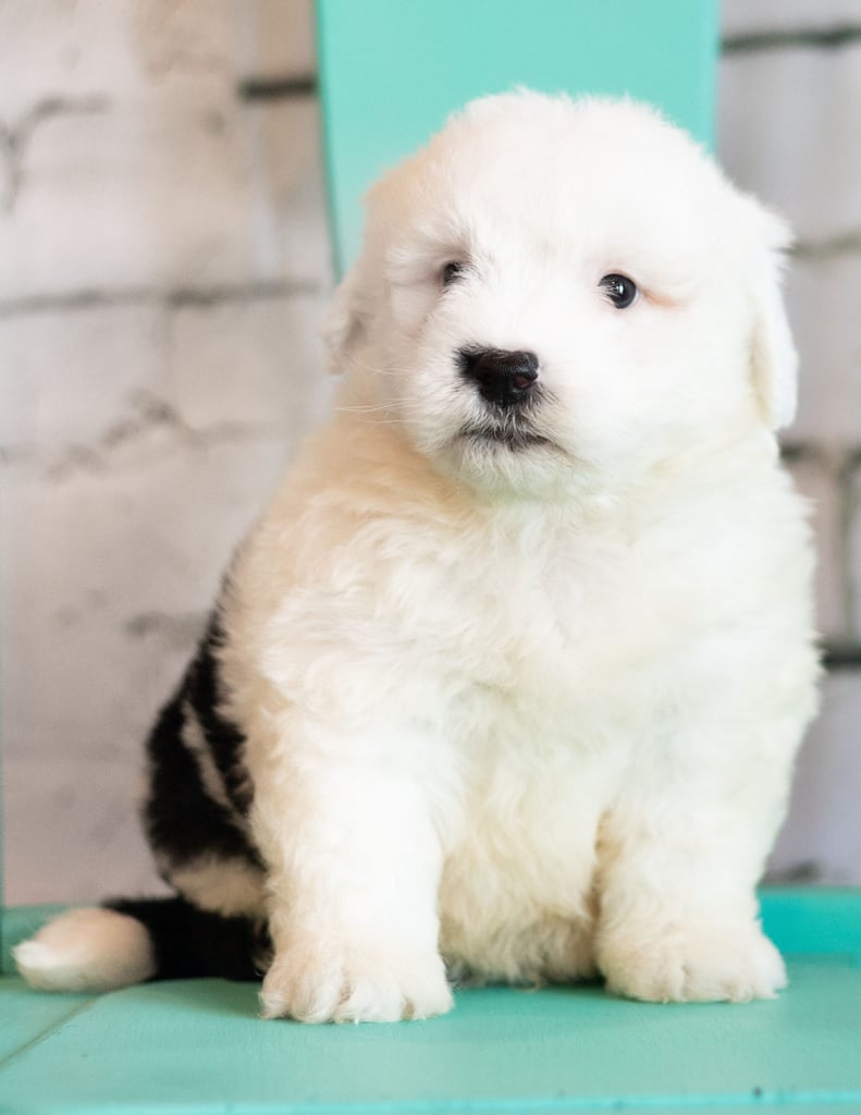Compare and contrast Sheepadoodles with other doodle types at our breed comparison page!