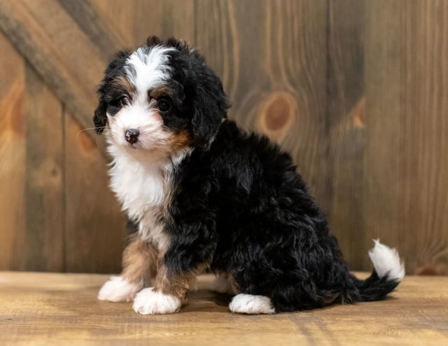 Quella is an F1 Bernedoodle that should have  and is currently living in Tennessee