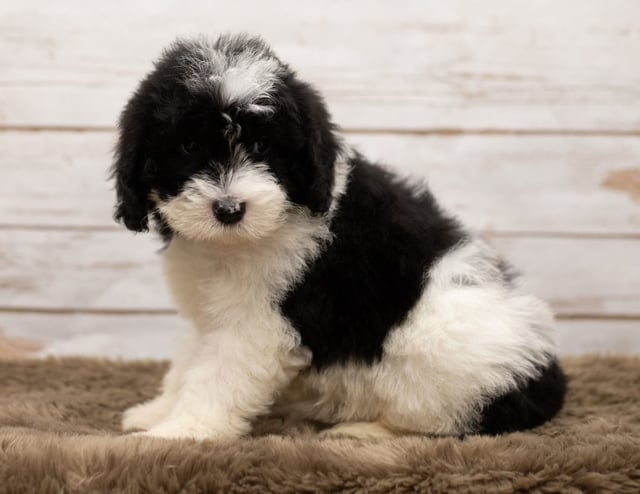 A picture of a Livi, one of our Mini Sheepadoodles puppies that went to their home in Texas