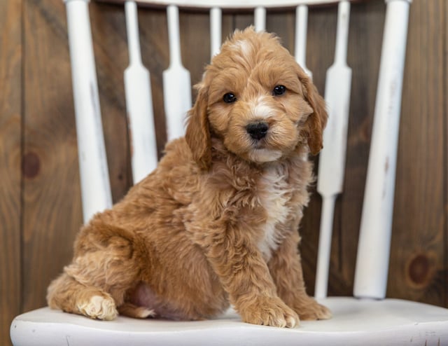 Butters came from KC and Rugar's litter of F1 Goldendoodles