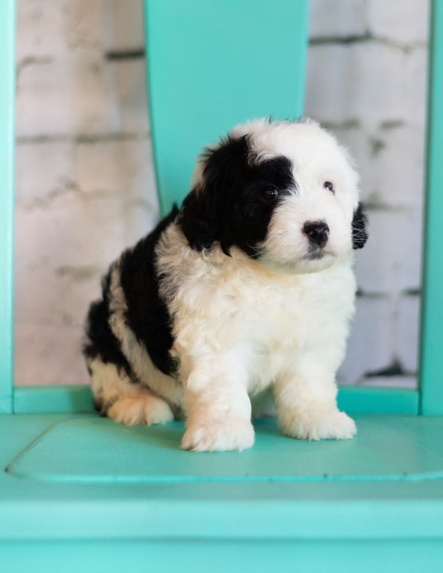 These Sheepadoodles were bred by Poodles 2 Doodles in Iowa. Their mother is Kami and their father is River