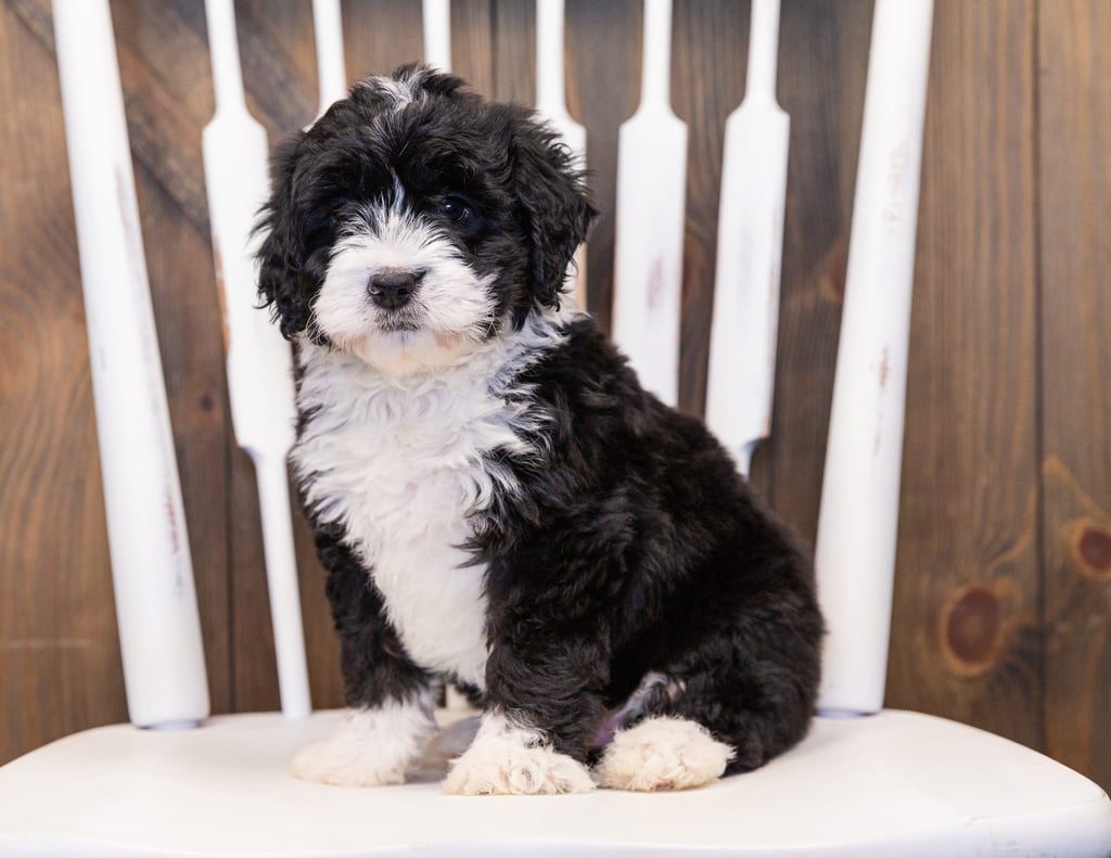 Macy is an F1 Bernedoodle that should have  and is currently living in Connecticut