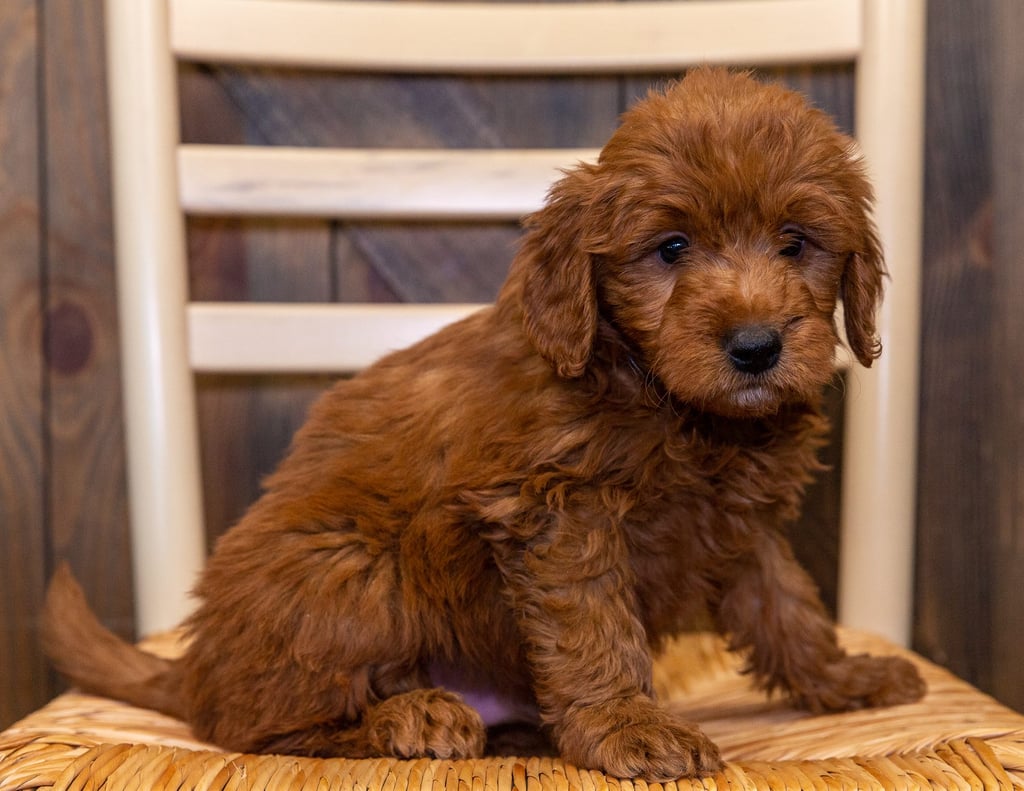 A picture of a Helmer, one of our Mini Goldendoodles puppies that went to their home in Kansas