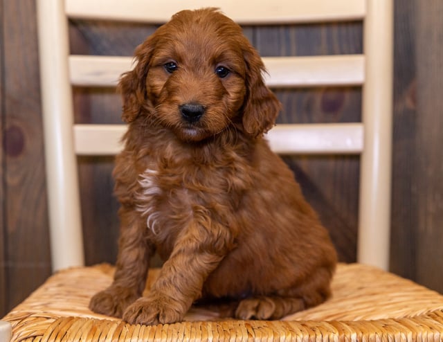 Heidi is an F1 Goldendoodle that should have  and is currently living in Florida