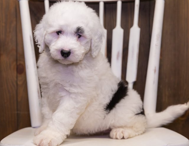Neala is an F1 Sheepadoodle that should have  and is currently living in New Mexico