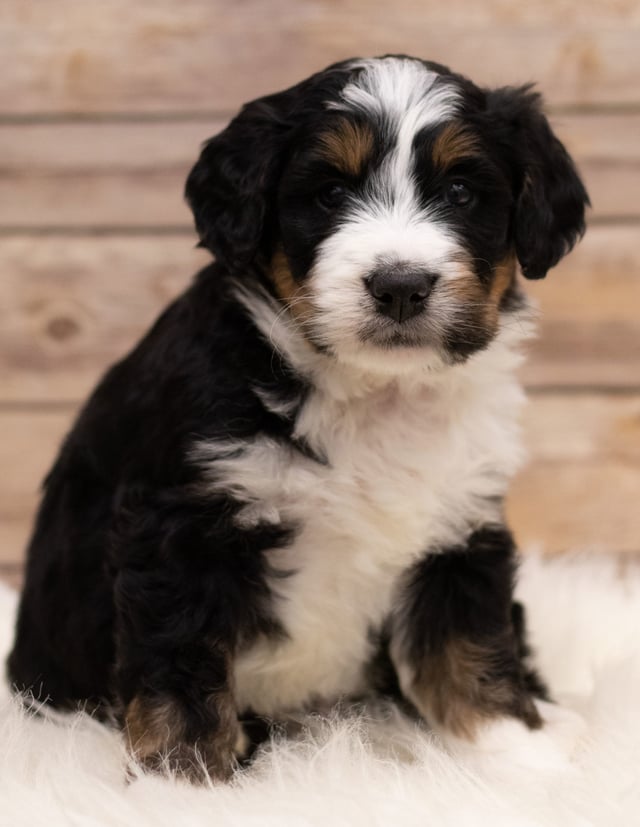 Another great picture of Icon, a Bernedoodles puppy