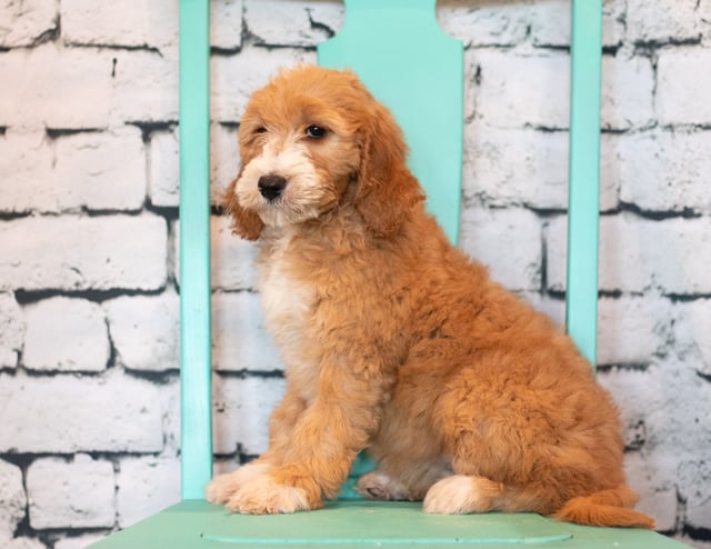 Banji is an F1B Goldendoodle that should have  and is currently living in Illinois
