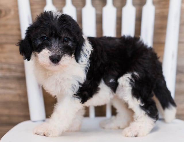 A picture of a Crystal, one of our Mini Sheepadoodles puppies that went to their home in New York