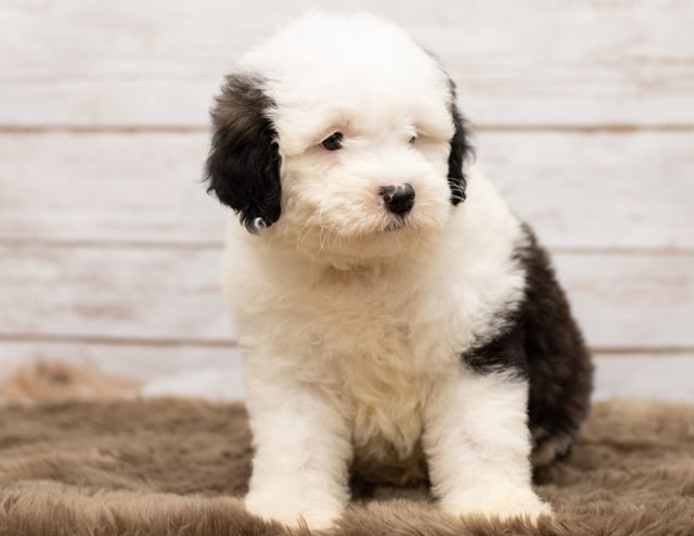 A picture of a Lily, one of our Mini Sheepadoodles puppies that went to their home in California