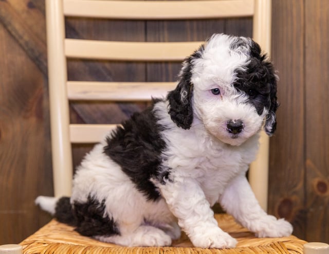 A picture of a Gunner, one of our Mini Sheepadoodles puppies that went to their home in New Jersey