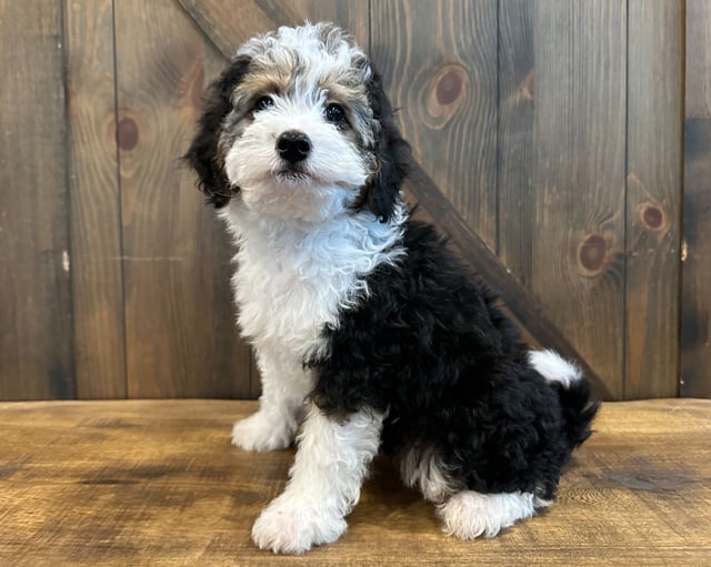 Dixie is an F1B Bernedoodle that should have  and is currently living in Iowa