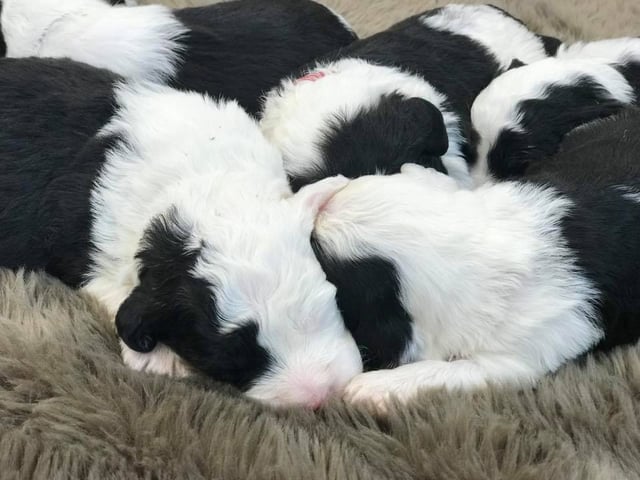 Another pic of our recent Sheepadoodle litter