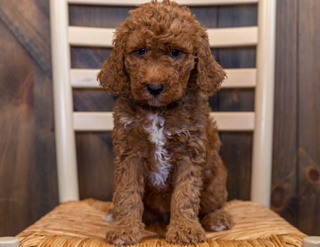 Lizzie came from Berkeley and Scout's litter of F1B Goldendoodles