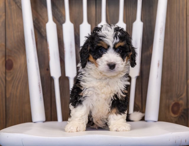 Isley came from Willow and Stanley's litter of F1 Bernedoodles