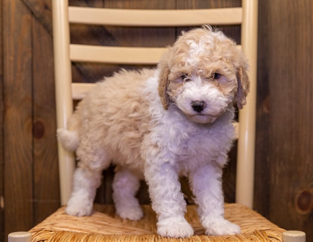 A picture of a Velvet, one of our Standard Sheepadoodles puppies that went to their home in Iowa