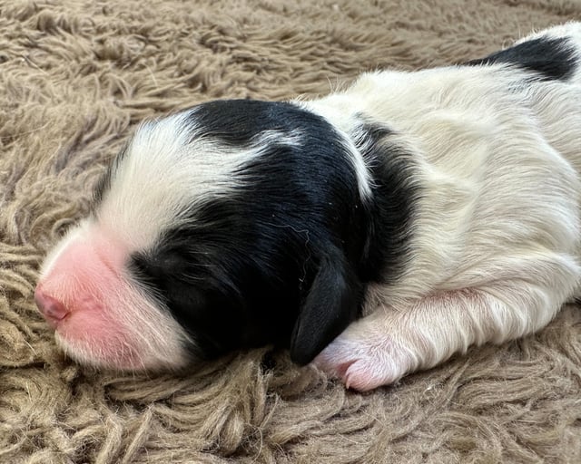 A picture of a Lyle, one of our Mini Bernedoodles for sale