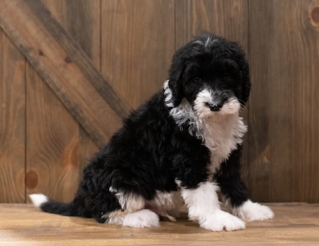 A picture of a Zack, one of our Standard Sheepadoodles puppies that went to their home in California