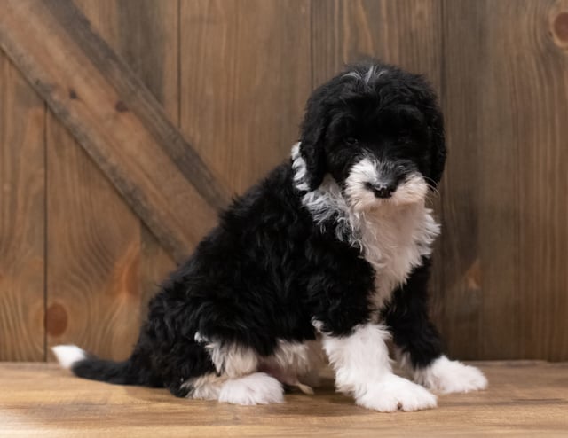 Compare and contrast Sheepadoodles with other doodle types on our breed comparison page