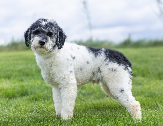 A picture of one of our Poodle father's, Parker.