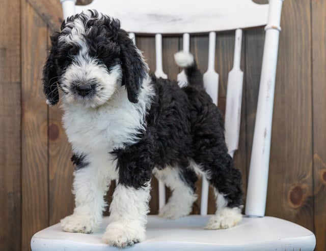 Nik is an F1 Sheepadoodle that should have  and is currently living in Maryland