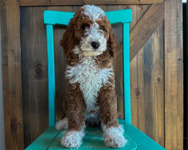 A picture of a Quilt, one of our Mini Goldendoodles puppies that went to their home in New Jersey