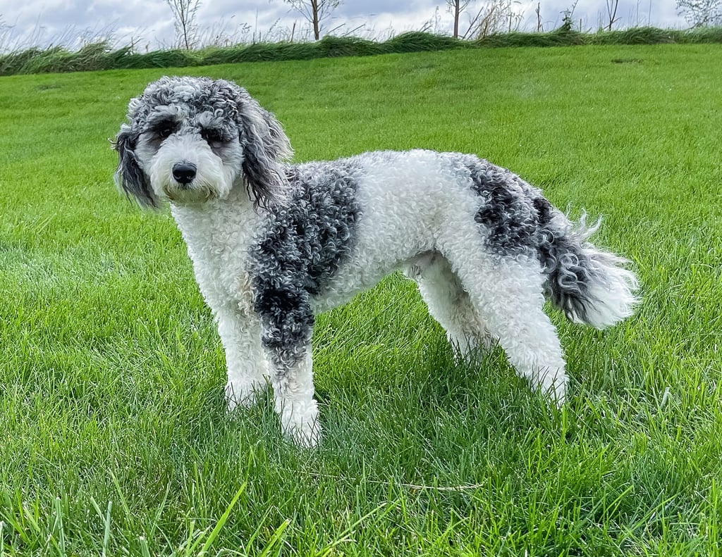 A picture of one of our Sheepadoodle father's, Leo.