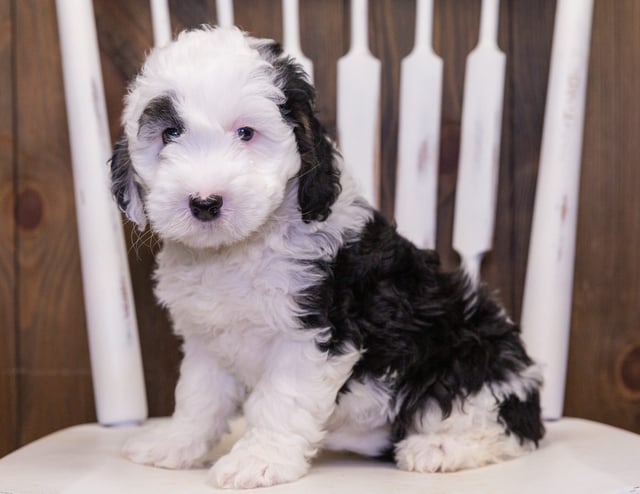 Carly is an F1B Sheepadoodle that should have  and is currently living in Indiana