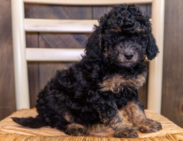 A picture of a Camila, one of our Mini Bernedoodles puppies that went to their home in Nebraska