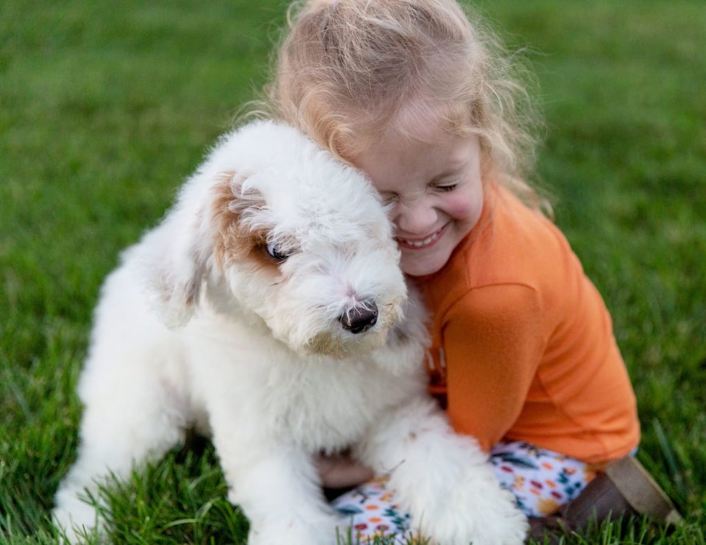 A picture of a Xylon, one of our Standard Goldendoodles for sale