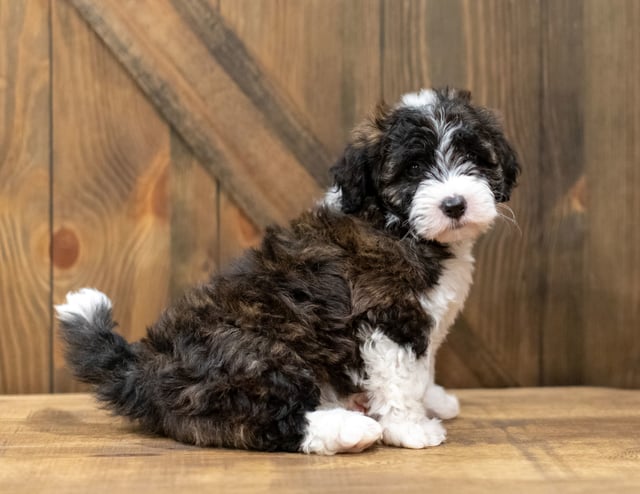 Orsa is an F1 Sheepadoodle that should have  and is currently living in Pennsylvania