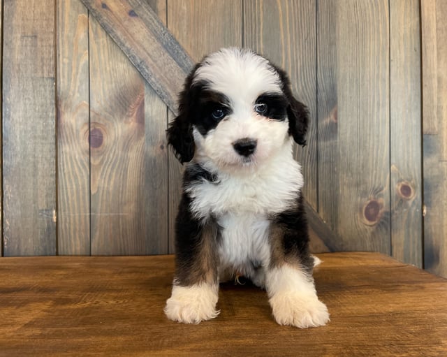 A picture of a Zizou, one of our Standard Bernedoodles for sale