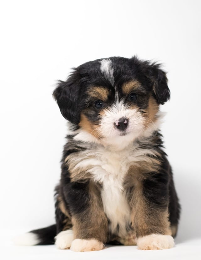 Fredi came from Tyrell and Stanley's litter of F1 Bernedoodles